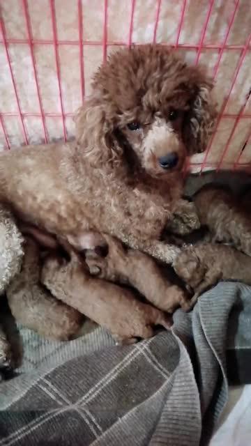 虎妞的爆料视频大全下载,揭秘娱乐圈不为人知的秘密  第3张